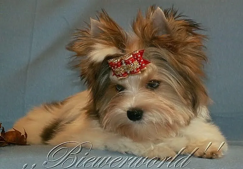 York,Yorkshire,Biewer - Merle - BLUEBERRY - UNIKAT