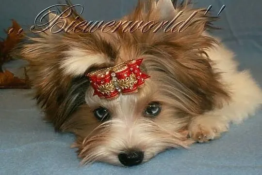 York,Yorkshire,Biewer - Merle - BLUEBERRY - UNIKAT