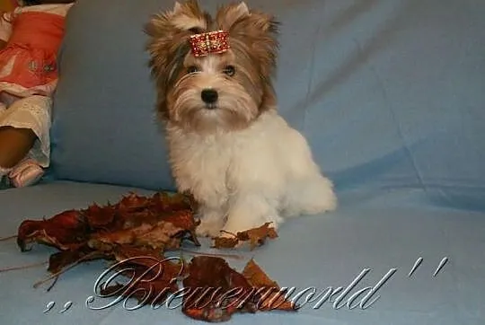 York,Yorkshire,Biewer - Merle - BLUEBERRY - UNIKAT