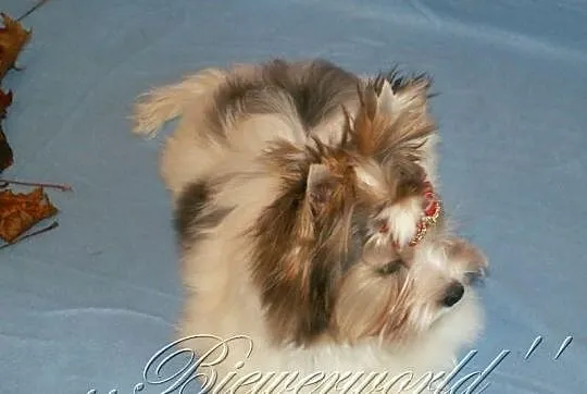 York,Yorkshire,Biewer - Merle - BLUEBERRY - UNIKAT