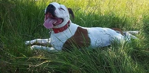 Białas Billy szuka domku , Amstaff cała Polska