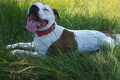 Białas Billy szuka domku ,  Amstaff cała Polska