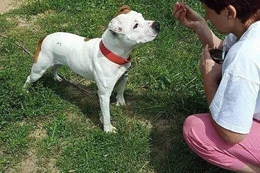 Białas Billy szuka domku ,  Amstaff cała Polska