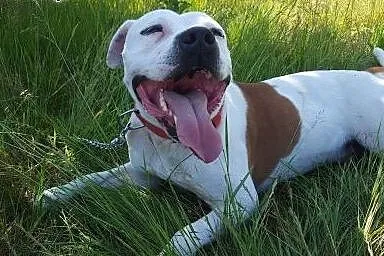 Białas Billy szuka domku ,  Amstaff cała Polska