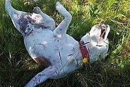 Białas Billy szuka domku ,  Amstaff cała Polska