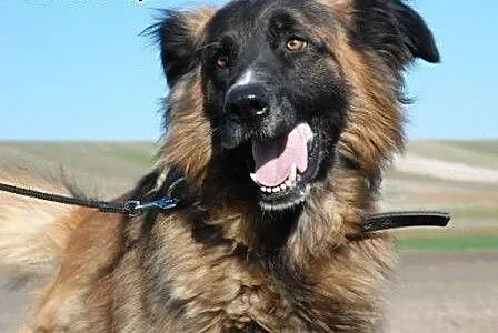 Frugo duży, kochany, aktywny jak mix leonberger AD