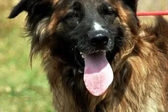 Frugo duży, kochany, aktywny jak mix leonberger AD