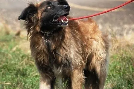 Frugo duży, kochany, aktywny jak mix leonberger AD