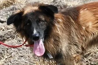 Frugo duży, kochany, aktywny jak mix leonberger AD