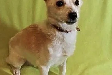 RAMBO - wrażliwy, malutki, 6 kg psiak szuka domu, Mazowieckie, Warszawa