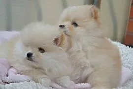 SZPIC MINIATUROWY POMERANIAN ŚLICZNE PUCHATE MISIE