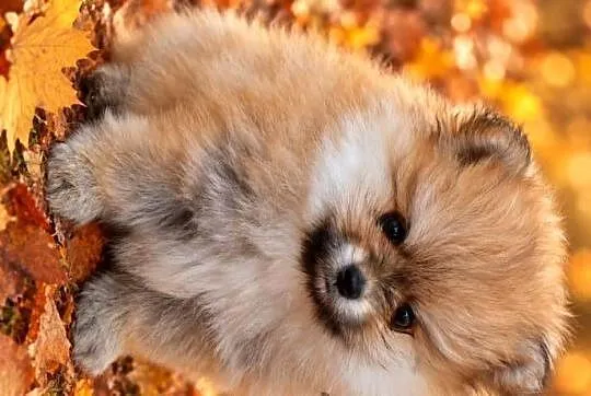 SZPIC MINIATUROWY POMERANIAN ŚLICZNE PUCHATE MISIE, Mazowieckie, Warszawa