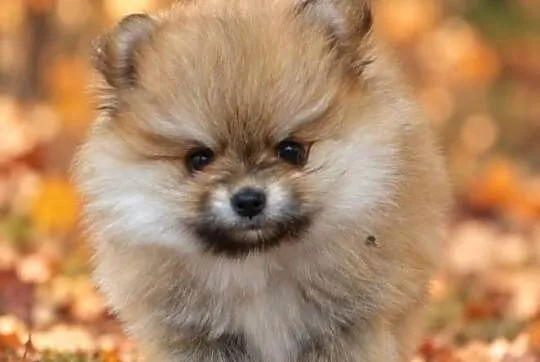 SZPIC MINIATUROWY POMERANIAN ŚLICZNE PUCHATE MISIE, Mazowieckie, Warszawa