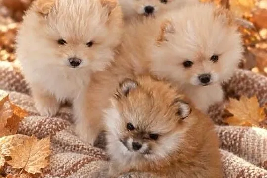 SZPIC MINIATUROWY POMERANIAN ŚLICZNE PUCHATE MISIE, Mazowieckie, Warszawa