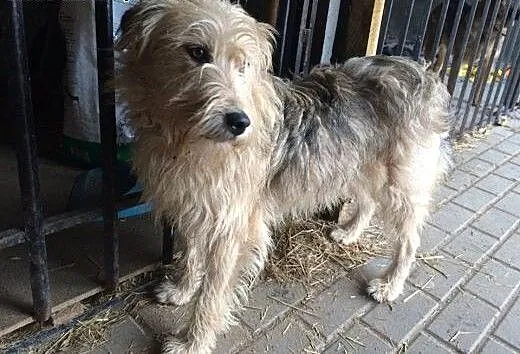 Kubuś młody piesek marzy o wspaniałym domku na cał