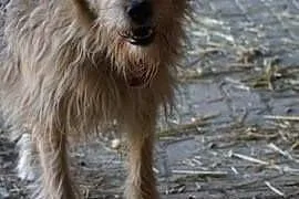 Kubuś młody piesek marzy o wspaniałym domku na cał