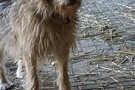 Kubuś młody piesek marzy o wspaniałym domku na cał