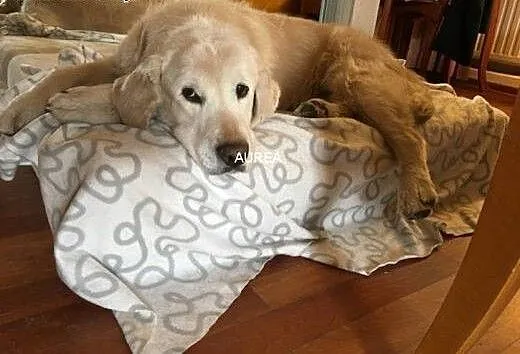 Golden Retriever FADO - do adopcji, mazowieckie W