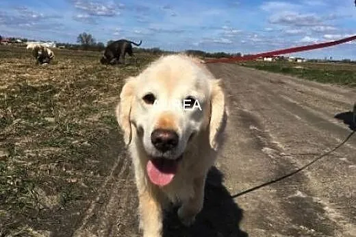 Golden Retriever FADO - do adopcji,  mazowieckie W