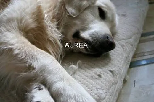 Golden Retriever FADO - do adopcji,  mazowieckie W