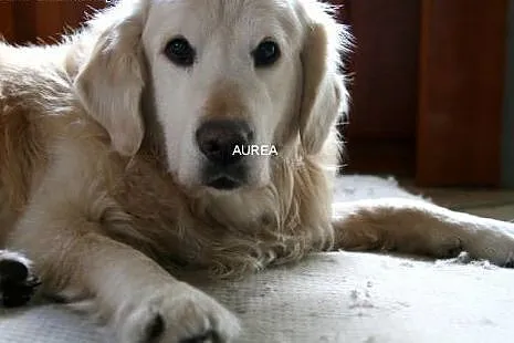 Golden Retriever FADO - do adopcji,  mazowieckie W
