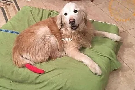 Golden Retriever FADO - do adopcji,  mazowieckie W