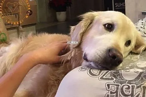 Golden Retriever FADO - do adopcji,  mazowieckie W