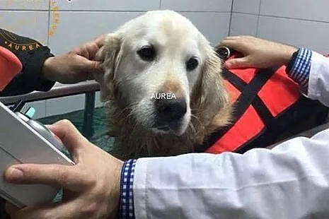 Golden Retriever FADO - do adopcji,  mazowieckie W