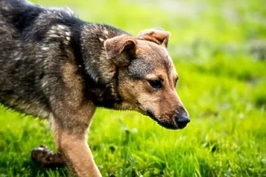 Limonka stateczna dama tylko do pokochania,  święt