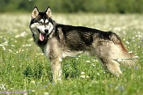 Grim, niebieskooka piękność, kochający człowieka psiak w typie HUSKY - nie można się nie zakochać!,  Husky cała Polska