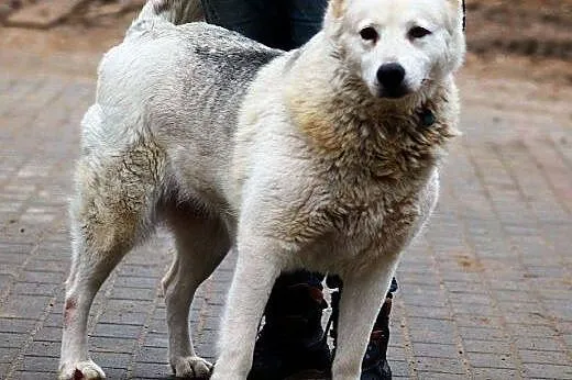 TUNDRA piękna sunia w typie ras północnych, mądra, zapatrzona w człowieka ADOPCJA,  mazowieckie Warszawa