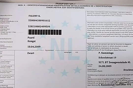 Sprzedam czwórkę ogierów rasy fryzyjskiej wraz z karetą typu Landauer, , Mieścisko