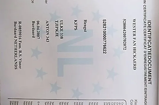 Sprzedam czwórkę ogierów rasy fryzyjskiej wraz z karetą typu Landauer, , Mieścisko