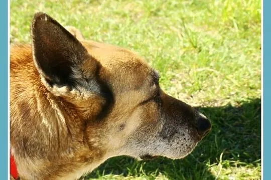 Starsza sunia IZA,spokojna, łagodna, zrównoważona, przyjazna_Adopcja