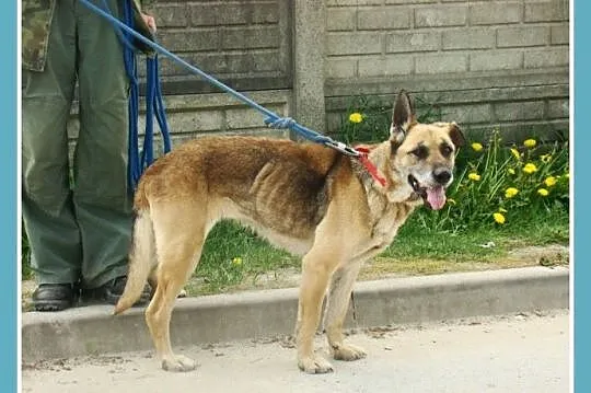 Starsza sunia IZA,spokojna, łagodna, zrównoważona,