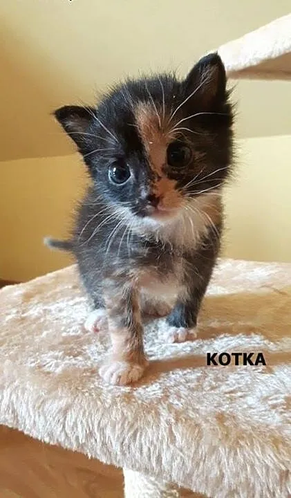 Śliczne kociaki szukają domu :) , łódzkie Skierni