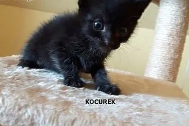 Śliczne kociaki szukają domu :) ,  łódzkie Skierni