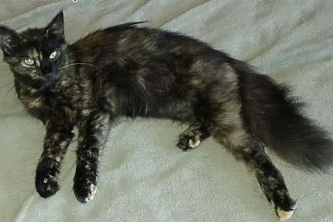 Młode, śliczne kotki do adopcji! ,  mazowieckie Wa