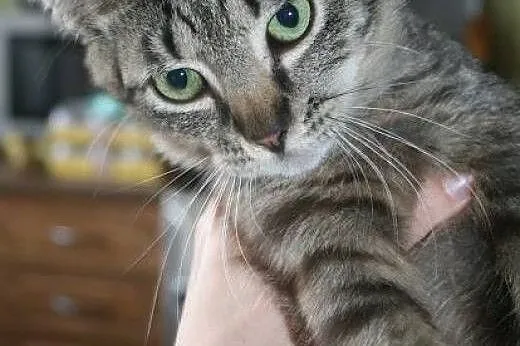 Młode, śliczne kotki do adopcji! ,  mazowieckie Wa