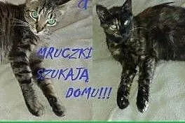 Młode, śliczne kotki do adopcji! ,  mazowieckie Wa