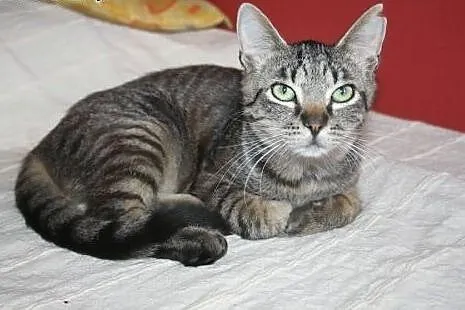 Młode, śliczne kotki do adopcji! ,  mazowieckie Wa