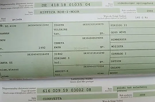 Wydzierżawię klacz Ismena, , 