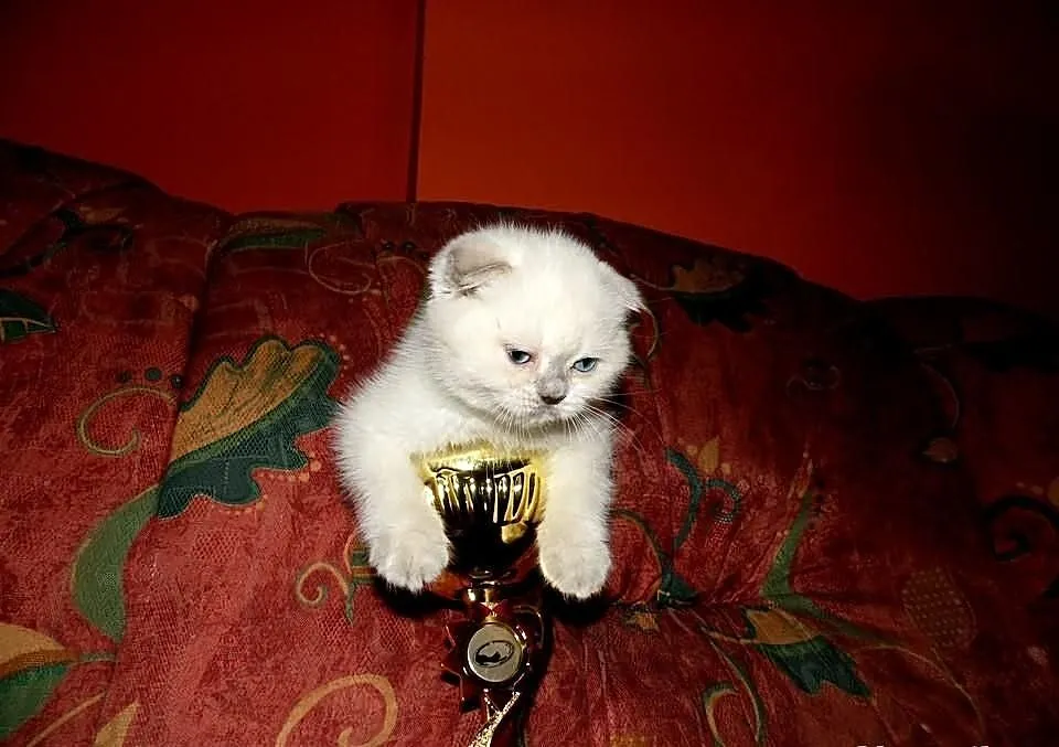 Szkockie kocięta Scottish Fold szkocki zwisłouchy