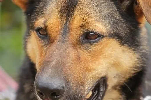 Parker - wesoły i przyjazny psiak szuka domu!,  ma