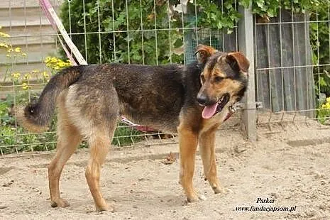 Parker - wesoły i przyjazny psiak szuka domu!,  ma