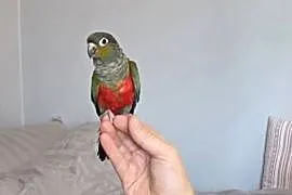 Rudosterka czerwonobrzucha