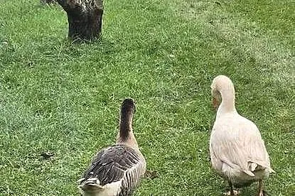 Para gęsi sprzedam lub zamienię na parę kaczek mandarynek lub karolinek., Łódzkie, Sulejów