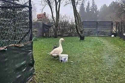 Para gęsi sprzedam lub zamienię na parę kaczek mandarynek lub karolinek., Łódzkie, Sulejów