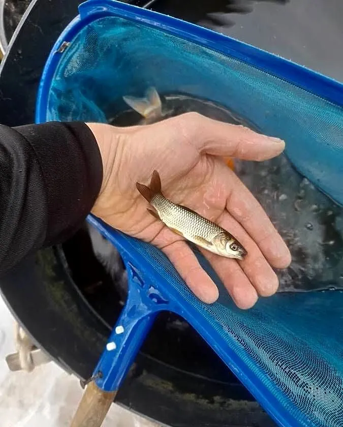 RYBY NARYBEK AMUR KARAŚ KOLOROWY JESIOTR, Wielkopolskie, Słupca