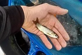 RYBY NARYBEK AMUR KARAŚ KOLOROWY JESIOTR
